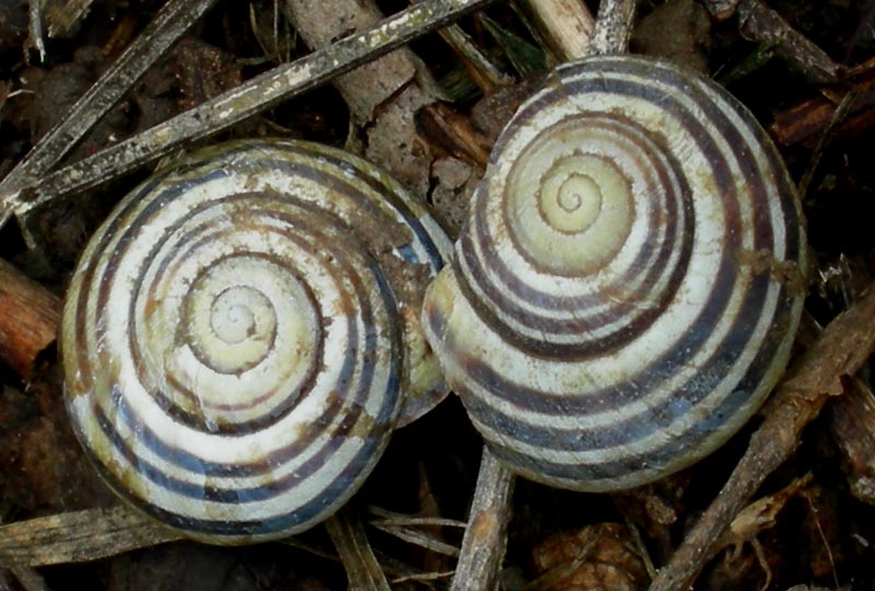 Cepaea nemoralis